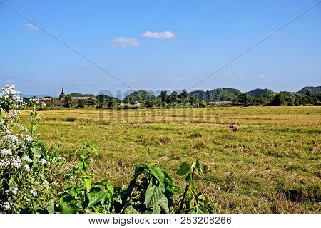 Rice Paddy In Mrauk U, Ancient Capital Of Mrauk U Kingdom, Rakhine State, Myanmar