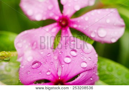 Purple Flower With Drops On The Grass Background