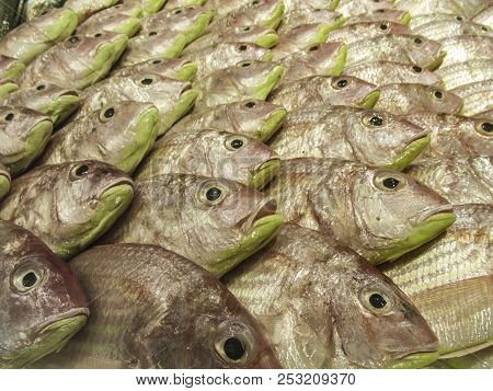 Fresh Ffish Displayed In The Fish Market Of Dubai.