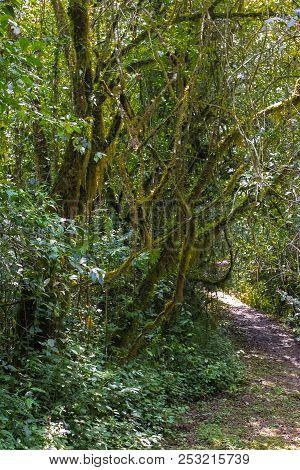 Walking Path In The Jungle Kenya. Kakamega Forest, Africa.
