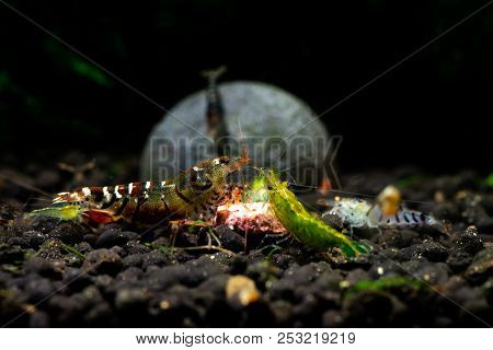 Tibee Shrimp Aquarium Hobby Pets Freshwater Nature Tiger Bee