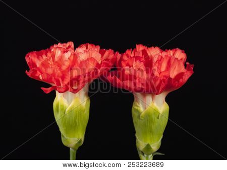 Flower Of Red Carnation (dianthus Caryophyllus) Isolated On Black  Background