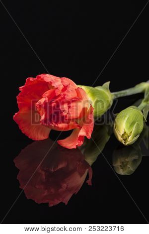 Flower Of Red Carnation (dianthus Caryophyllus) Isolated On Black  Background, Mirror Reflection