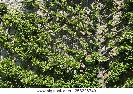 Tree Fanning Out On Sone Wall Garden Pattern