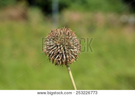 Echinops Ritro Plant