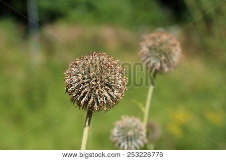 Echinops Ritro Plant
