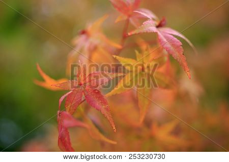 Red Leaves Against A Blurred Background As Summer Turns To Fall