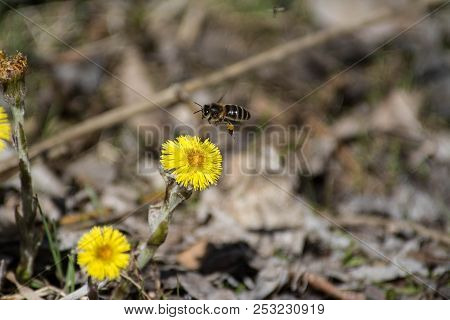 Yellow Dandelion In Forest On Early Spring Closeup