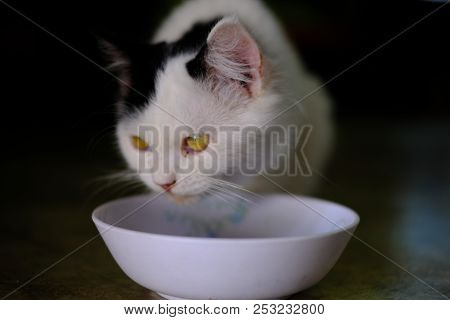 A White Cat With Medium Long Hair, Like A Persian Or Ragamuffin Breed, Licking Her Lips Elegantly Af