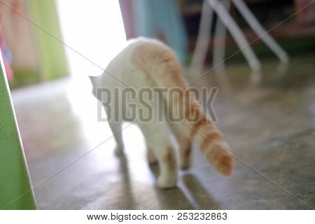A White Cat With Medium Long Hair, Like A Persian Or Ragamuffin Breed, Licking Her Lips Elegantly Af