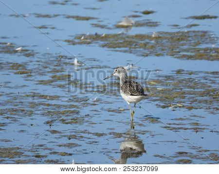 Greenshank (tringa Nebularia) Wading In Shallow Water