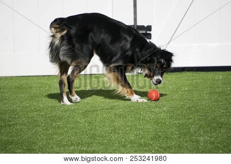 This Is An Image Of My Pup Playing Ball In The Backyard