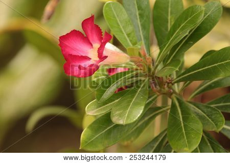 Adenium Obesum. Kamboja Jepang, Red Flower, Flowers Bloom In Adenuim Obesum. Adeniunm Obesum Flowers