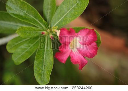 Adenium Obesum. Kamboja Jepang, Red Flower, Flowers Bloom In Adenuim Obesum. Adeniunm Obesum Flowers