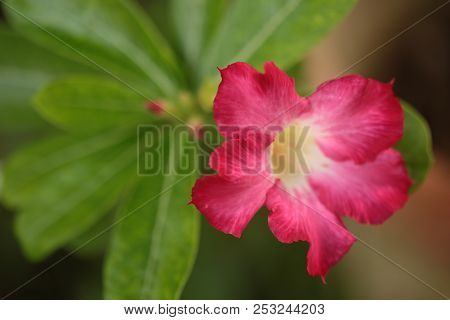 Adenium Obesum. Kamboja Jepang, Red Flower, Flowers Bloom In Adenuim Obesum. Adeniunm Obesum Flowers