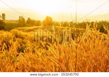 Desho Grass Pennisetum Pedicellatum At Sunset Time. Beautiful Grass Flower. Background Grass Flower 