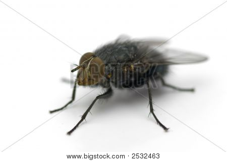 The Fly