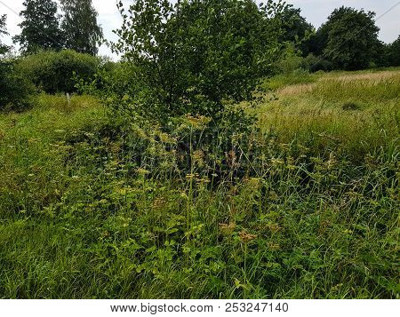 The Giant Heracleum Mantegazzianum Will Hurt You If You Touch It