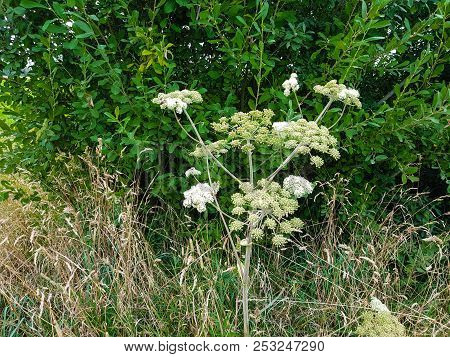 The Giant Heracleum Mantegazzianum Will Hurt You If You Touch It