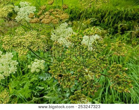 The Giant Heracleum Mantegazzianum Will Hurt You If You Touch It