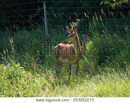 Side View Of Red Deer In A Field