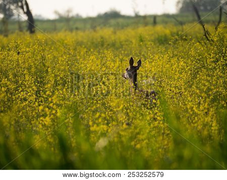 Young Female Red Deer Stares At Camera