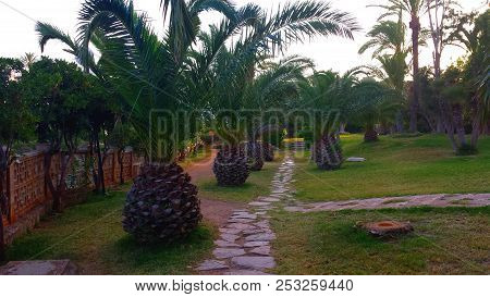 Palm Trees That Look Like Big Pineapples.