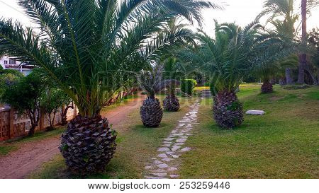 Palm Trees That Look Like Big Pineapples.
