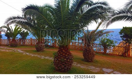Palm Trees That Look Like Big Pineapples.