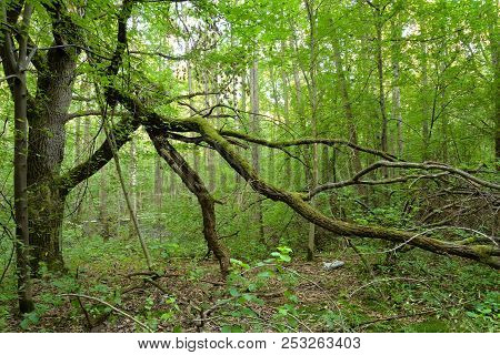 Deciduous Forest At Summer Day In The Karelian Isthmus, Russia.