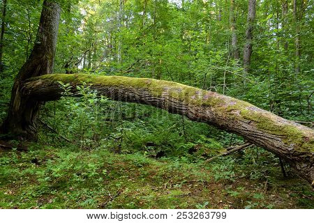 Fallen Trees In The Deciduous Forest In The Karelian Isthmus, Russia.