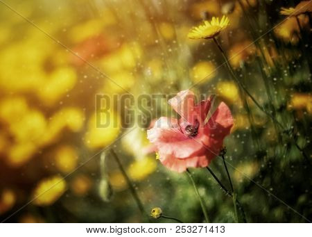 Beautifull Cosmos Flowers Composition In Botanical Summer Garden