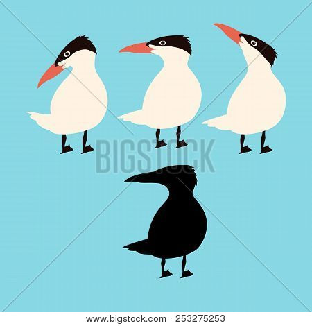 Caspian Tern  Vector Illustration Flat Style Profile Side Black Silhouette
