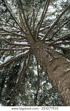 Looking Up A Spruce Tree Trunk With Branches Covered In Snow