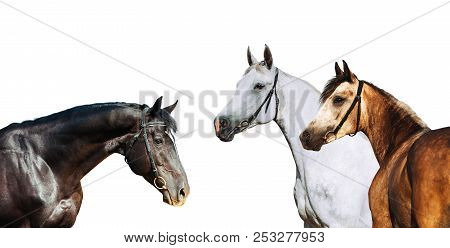 Portrait Of Three Different Horse Suits Isolated On White Background