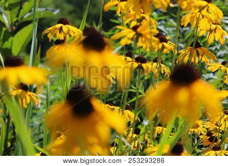 Goldsturm Flowers Standing Tall And Healthy As They Soak Up The Summer Sun