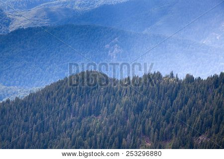 mountain view with green firs, Tibles,  Romania