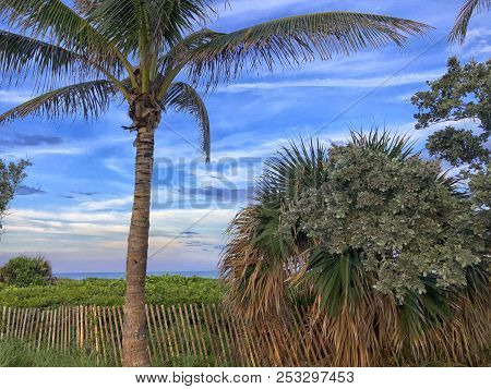 Sunset And Palm Trees At The Beach Overlooking The Dunes