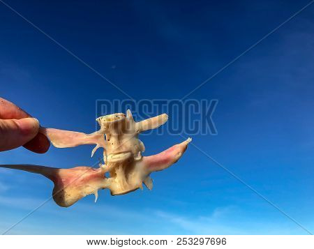 Fish Bone Being Held Up And Blue Sky