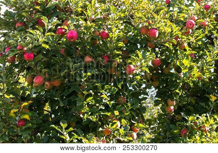 Apple Tree Overflowing With Ripening Red Fruit In Farm Orchard
