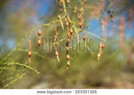 Palo Verde Bean Pods, Edible Plant Of The Sonoran Desert