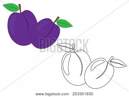 Plums Fruit Colorful And Black And White Colors, Coloring Page. Vector Illustration.