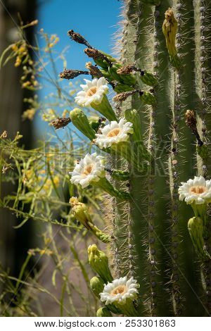 Saguaro Cactus Blossoms With White Flower And Fruit