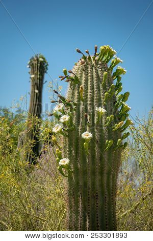 Saguaro Cactus Blossoms With White Flower And Fruit
