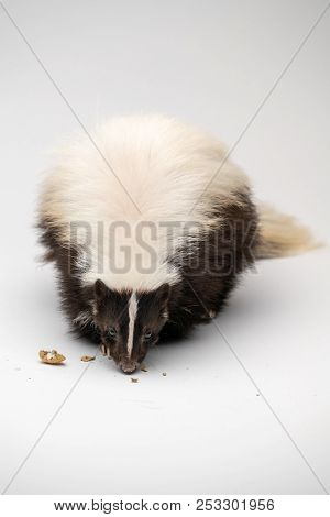 Striped Skunk - Mephitis Mephitis In Front Of A White Background