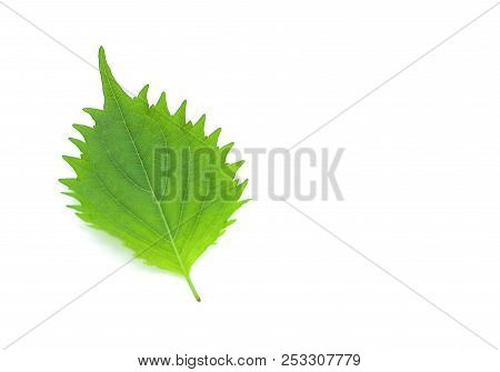 Fresh Green Shiso Leaf On White Background