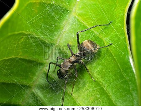 Macro Photography Of Ant Mimic Jumping Spider In Web On Green Leaf