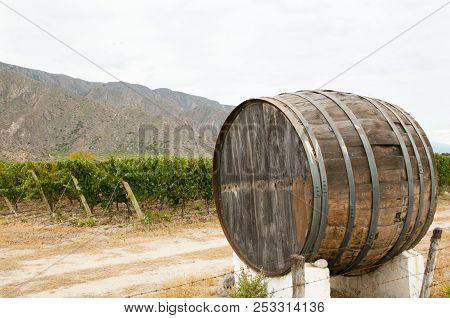 Wine Barrel In Vineyard - Cafayate - Argentina