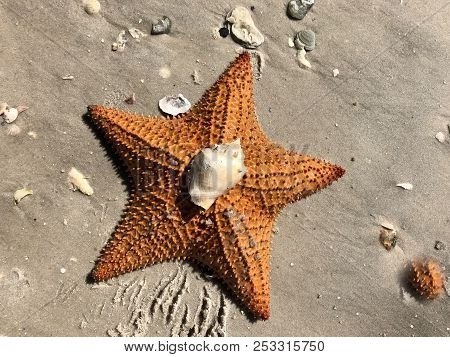 Orange Starfish And Conch Shell On The Sandy Beach