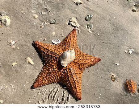 Orange Starfish And Conch Shell On The Sandy Beach